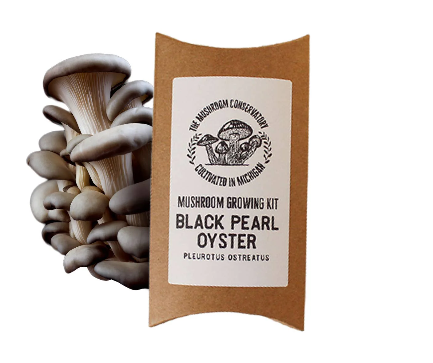 The Mushroom Conservatory - Black Pearl Oyster Mushroom Kit