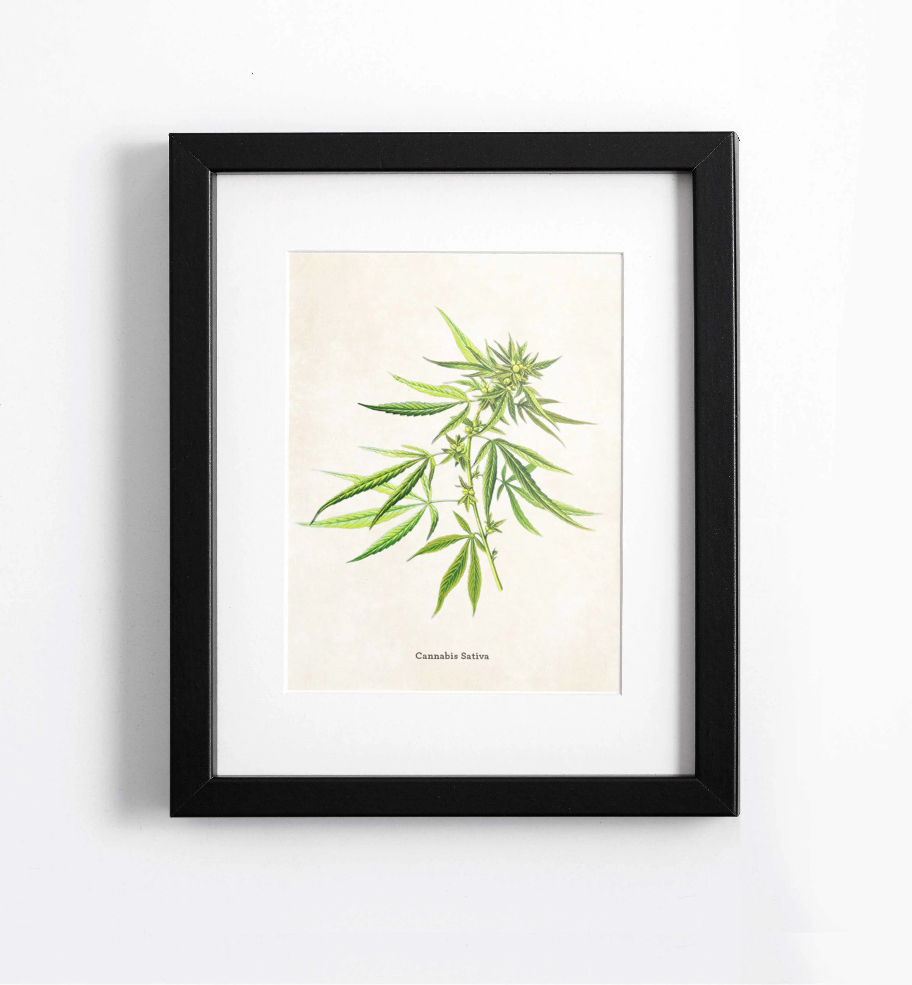 cannabis sativa - botanical cannabis art print