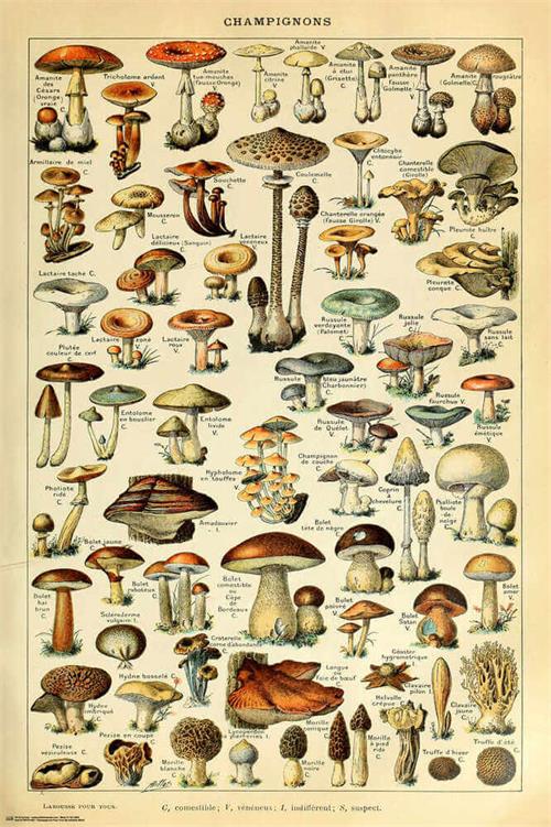 Champignon Pour Tous