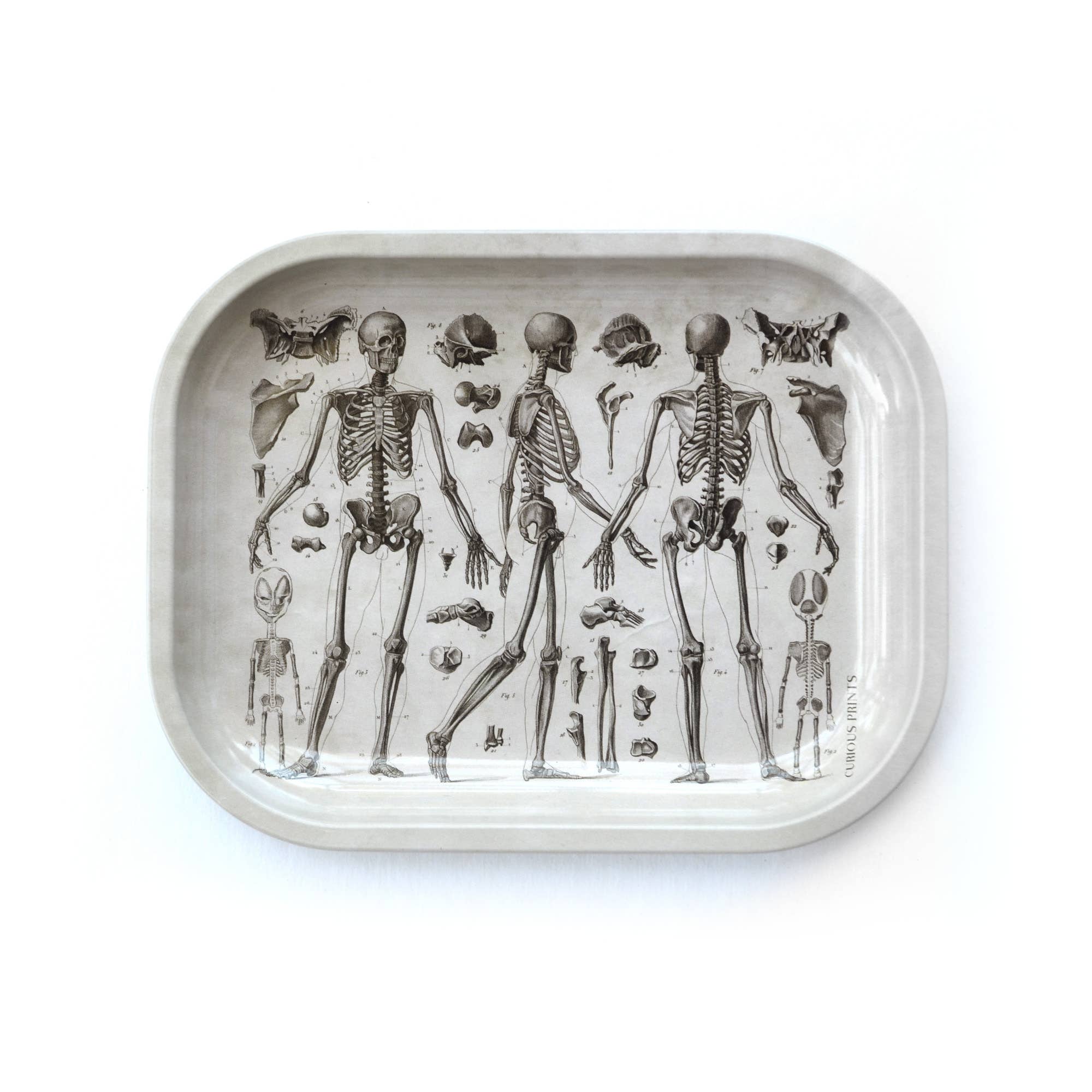 Curious Prints - Small Metal Skeleton Diagram Trinket Tray / Vintage Anatomy