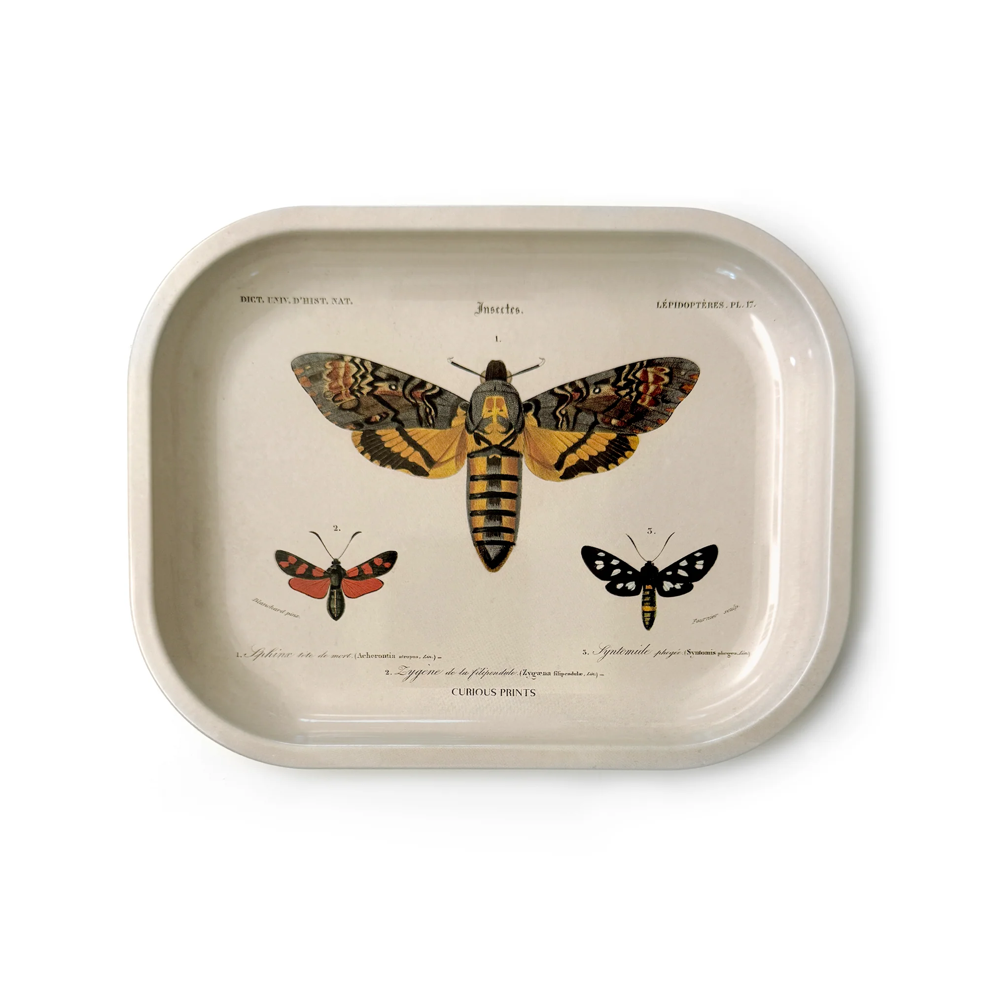 Curious Prints - Small Metal Sphinx Moth Catchall Tray / Vintage Print