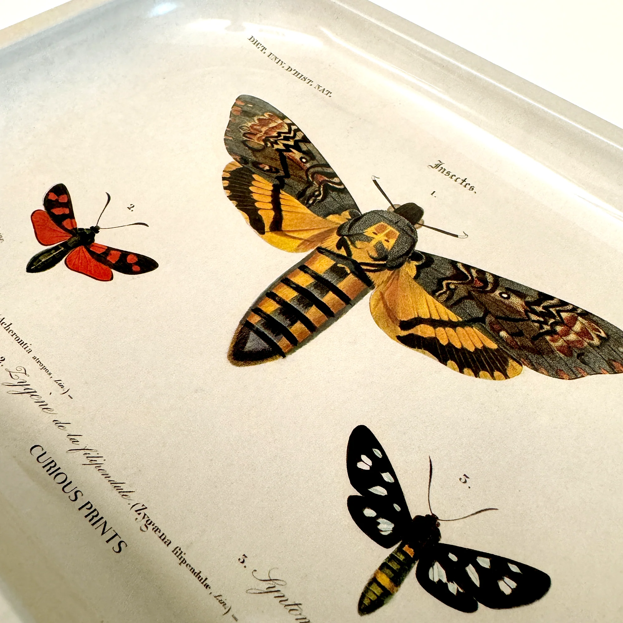 Curious Prints - Small Metal Sphinx Moth Catchall Tray / Vintage Print - Image 3
