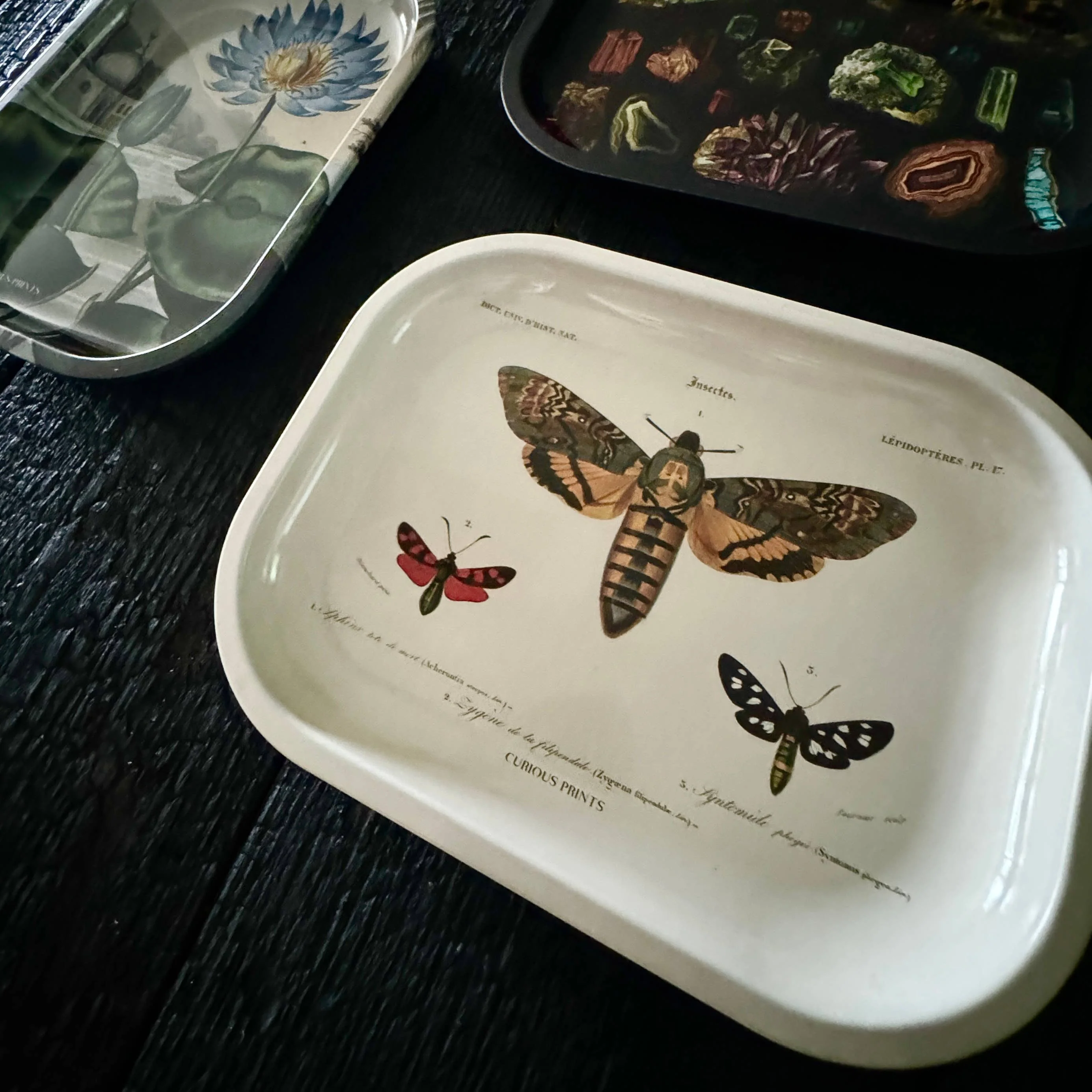 Curious Prints - Small Metal Sphinx Moth Catchall Tray / Vintage Print - Image 4