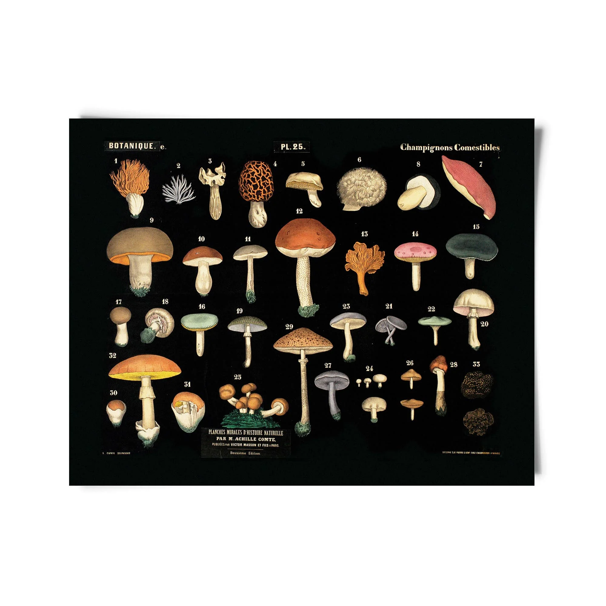 Curious Prints - Vintage Black Mushroom Print 25 w/ optional frame: 10x8 / Print Only