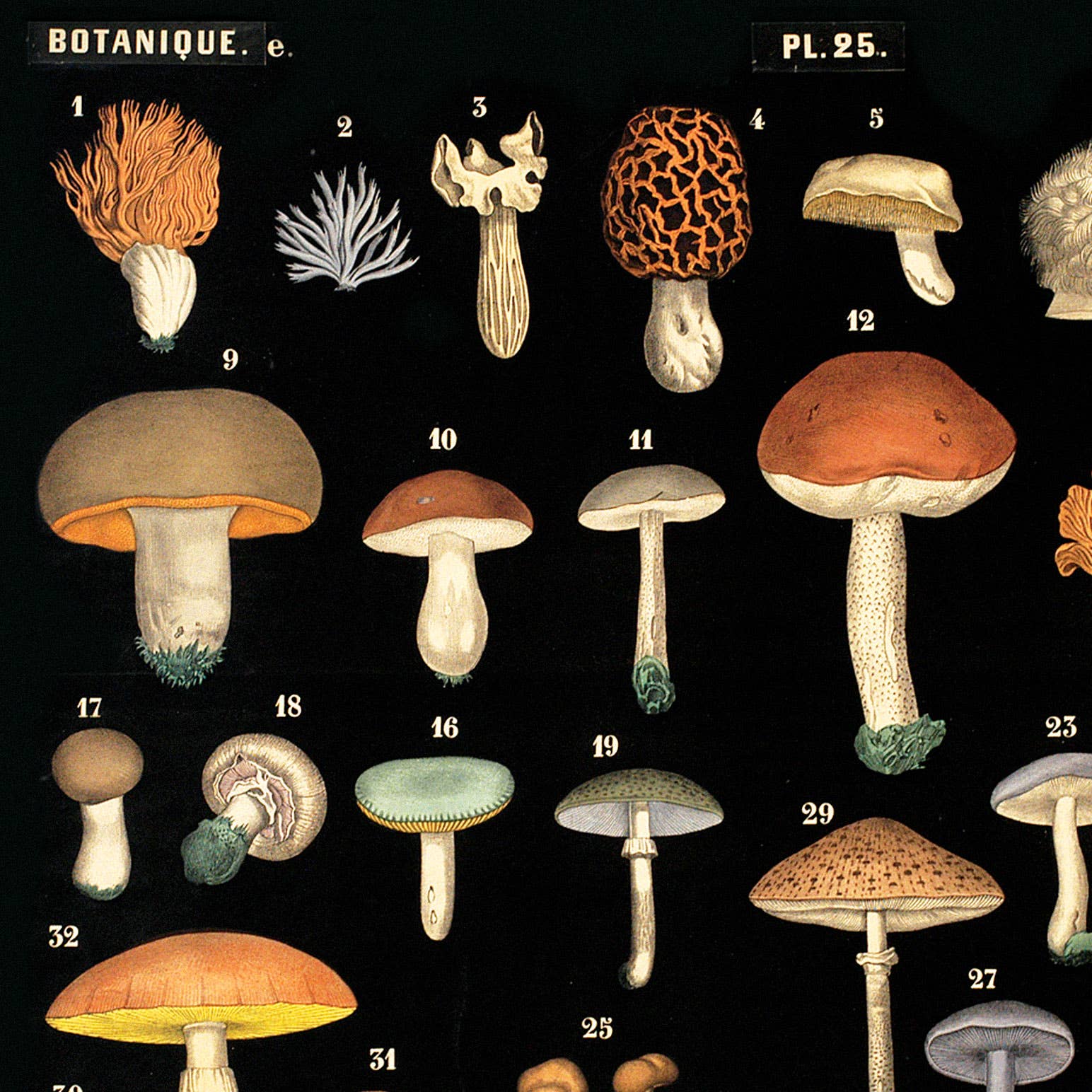 Curious Prints - Vintage Black Mushroom Print 25 w/ optional frame: 10x8 / Print Only - Image 2
