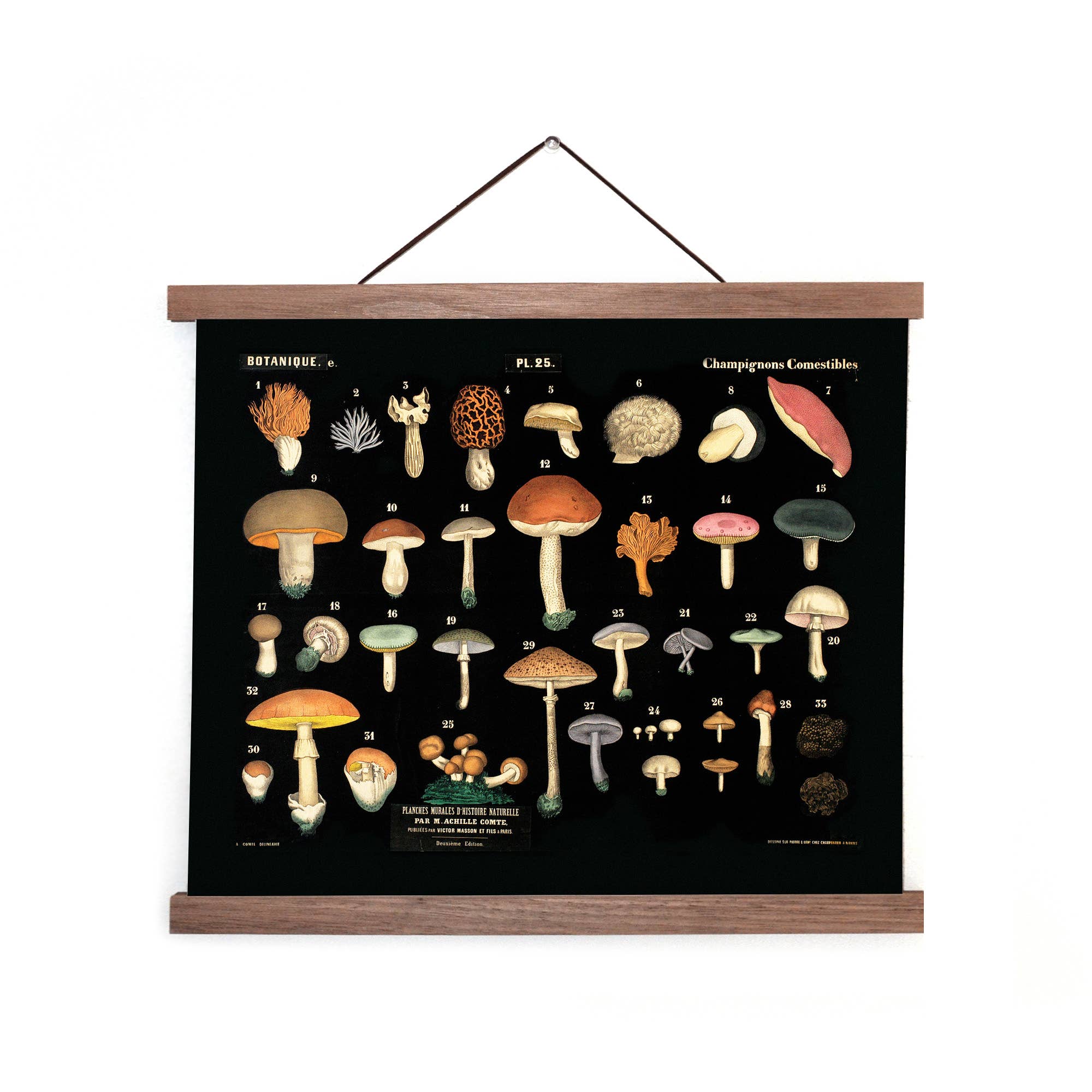 Curious Prints - Vintage Black Mushroom Print 25 w/ optional frame: 10x8 / Print Only - Image 3