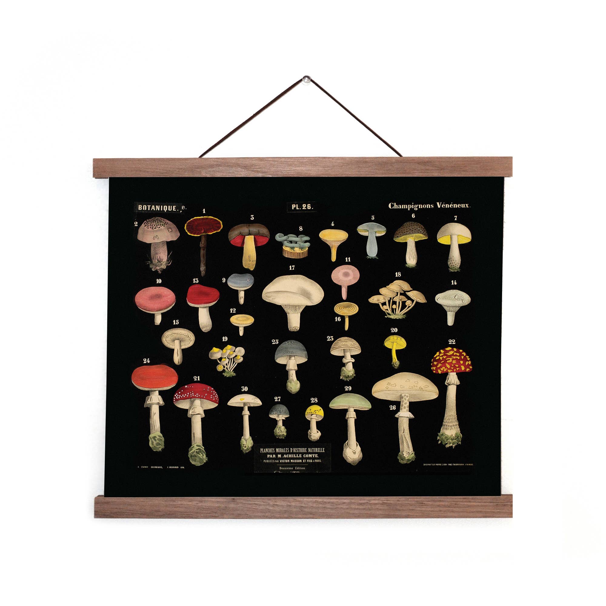 Curious Prints - Vintage Black Mushroom Print 26 w/ optional frame: Print only / 10x8 - Image 2