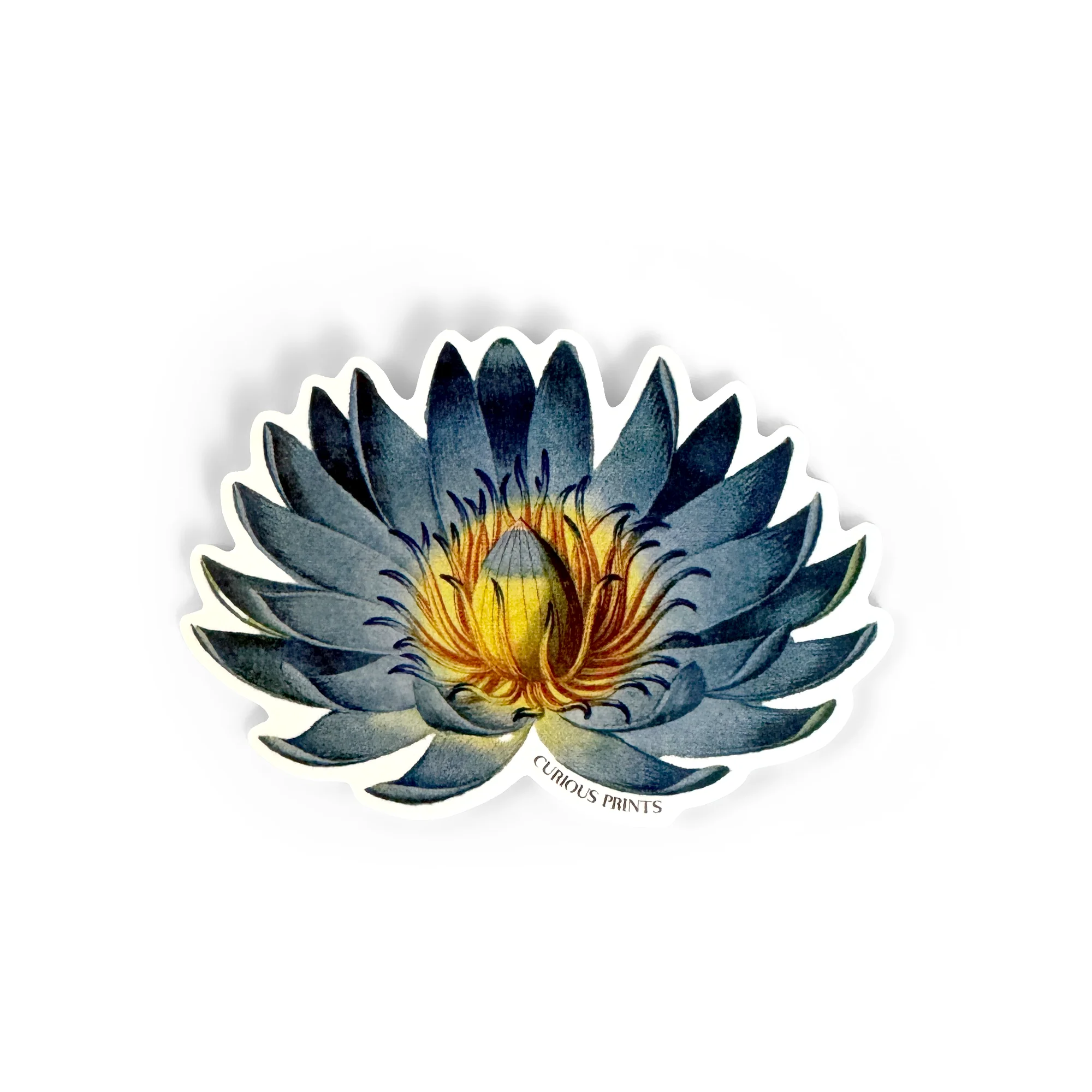 Curious Prints - Vintage Botanical Blue Lotus Water Lily Sticker