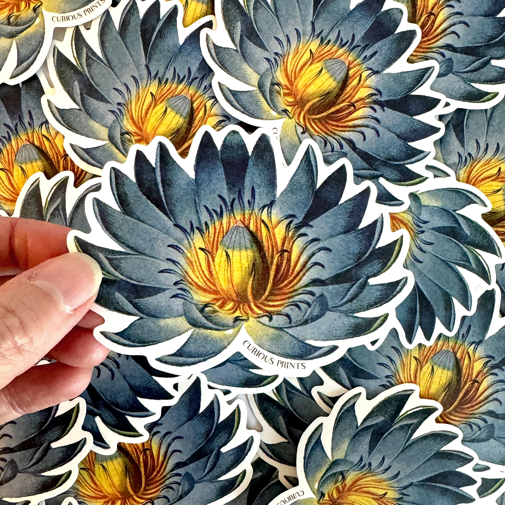Curious Prints - Vintage Botanical Blue Lotus Water Lily Sticker - Image 2