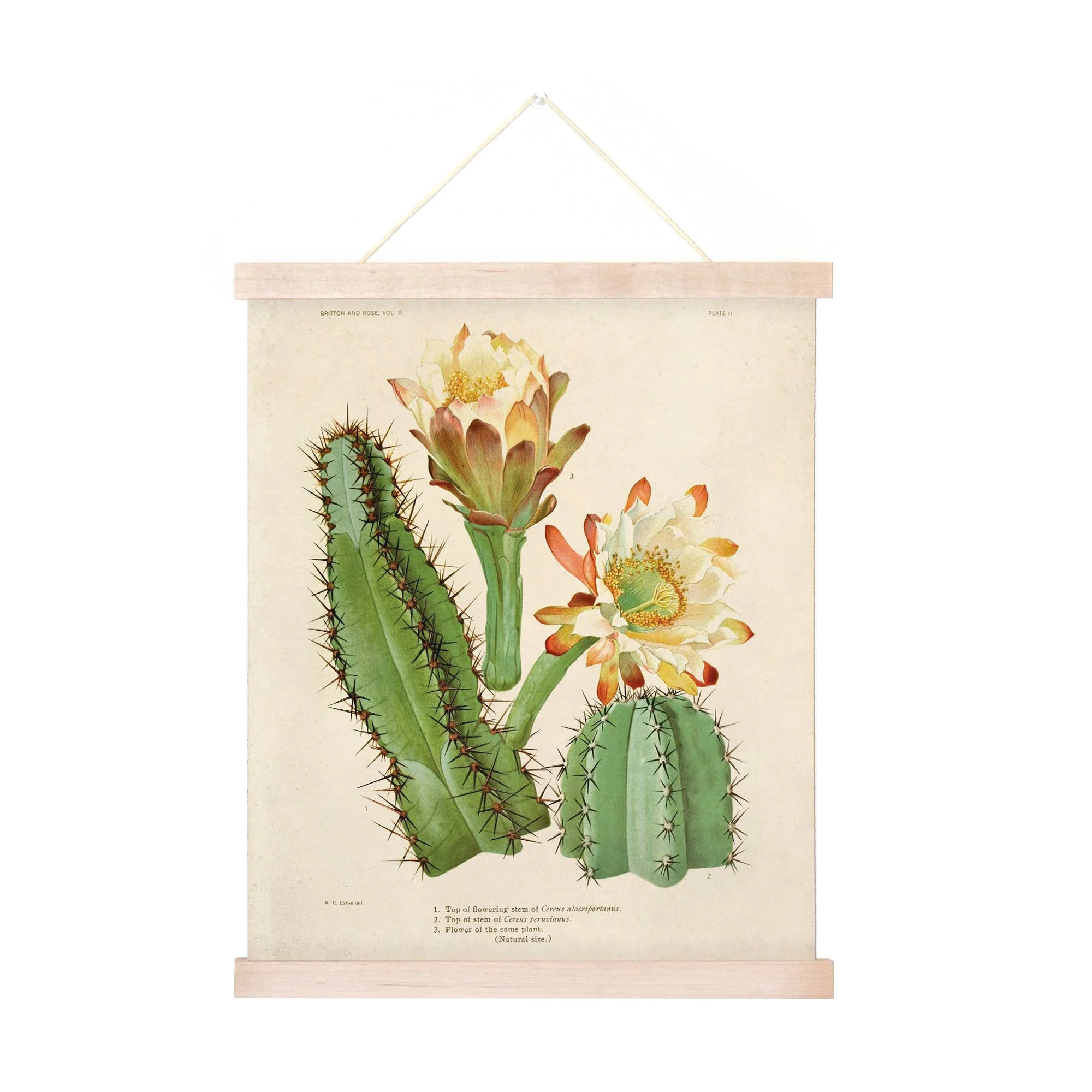 Curious Prints - Vintage Botanical Cactus 2 Print w/ optional frame: 8x10 / Print Only - Image 2