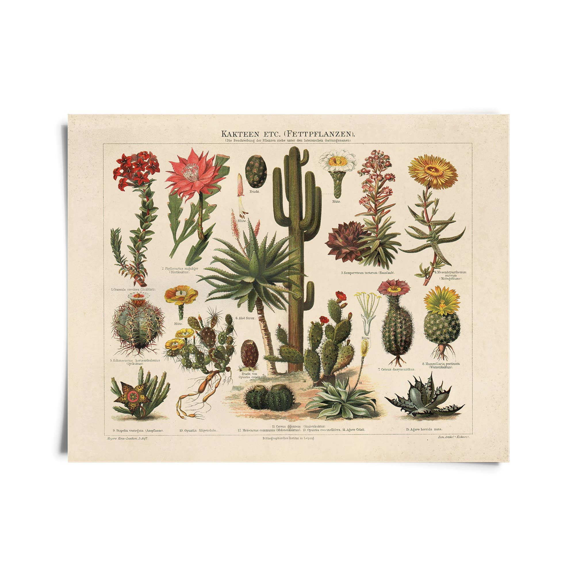 Curious Prints - Vintage Botanical Cactus Kakteen 1 Print w/ optional frame: 10x8 / Print only