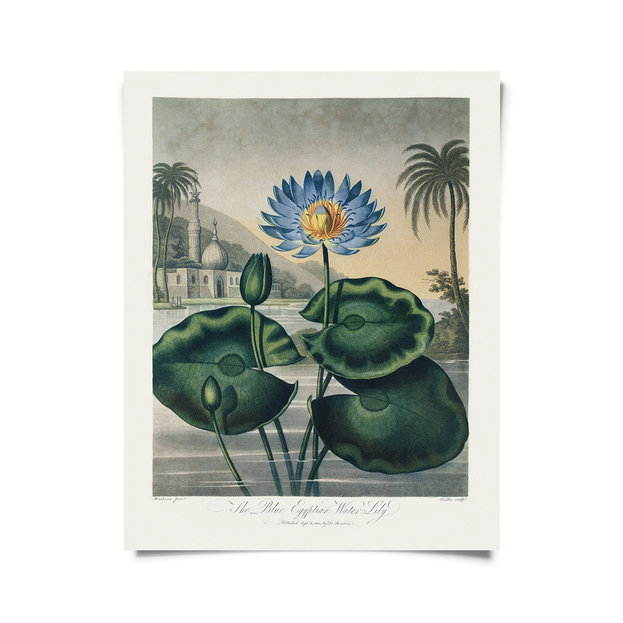 Curious Prints - Vintage Botanical Egyptian Water-Lily Print w/ frame option: 8x10 / Print Only