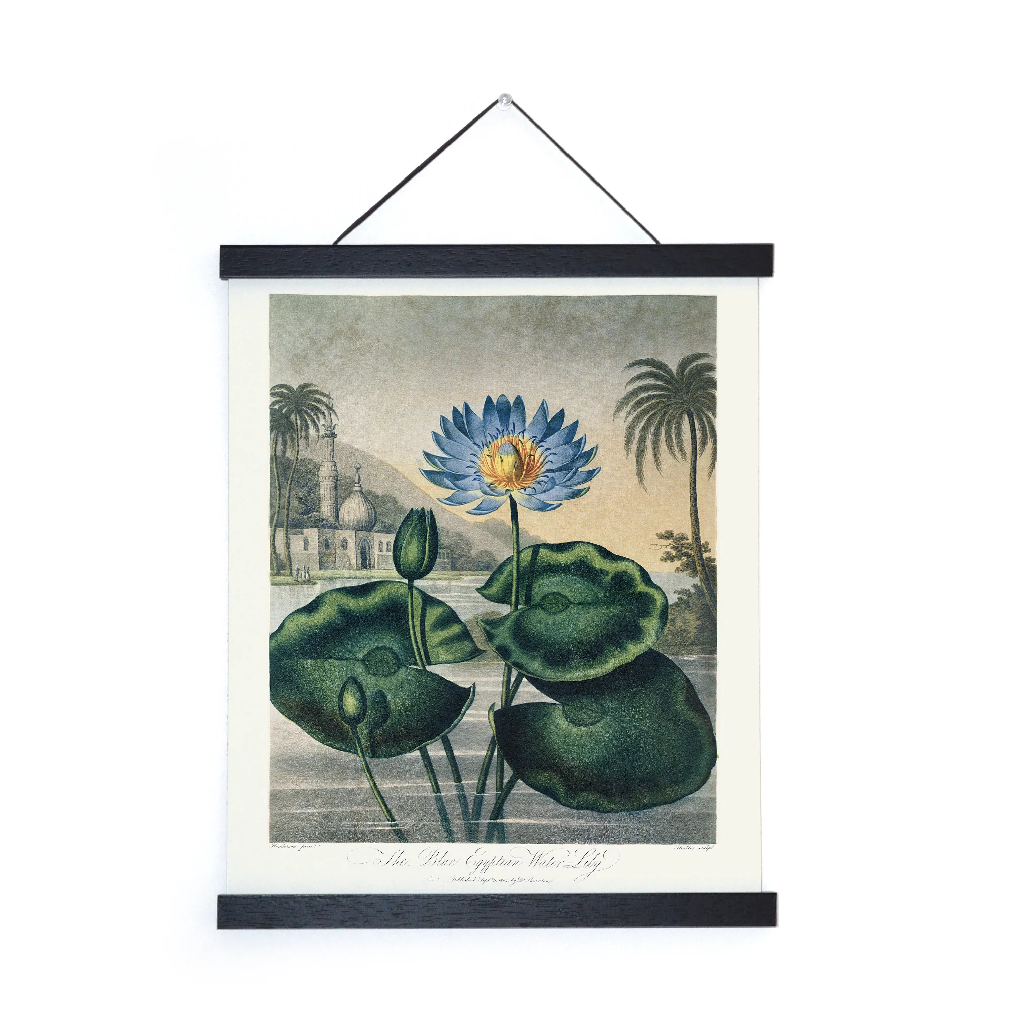 Curious Prints - Vintage Botanical Egyptian Water-Lily Print w/ frame option: 8x10 / Print Only - Image 2