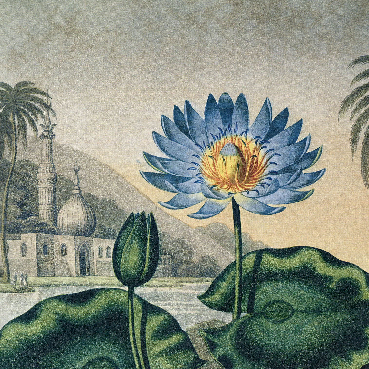 Curious Prints - Vintage Botanical Egyptian Water-Lily Print w/ frame option: 8x10 / Print Only - Image 3