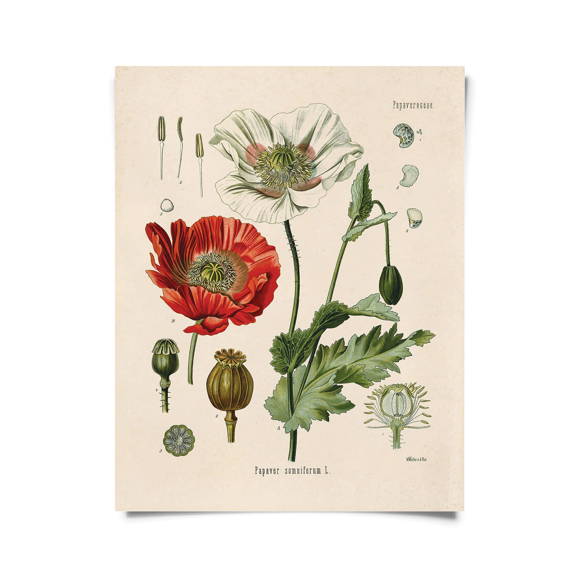 Curious Prints - Vintage Botanical Opium Poppy Flower Print w/ optional frame: 8x10 / Print Only