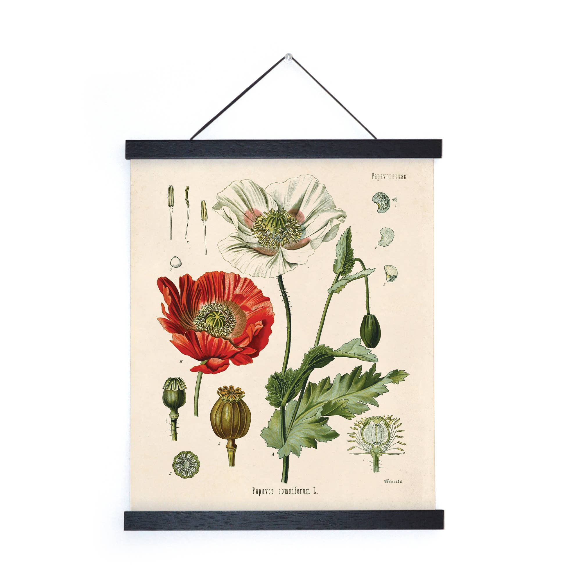 Curious Prints - Vintage Botanical Opium Poppy Flower Print w/ optional frame: 8x10 / Print Only - Image 2