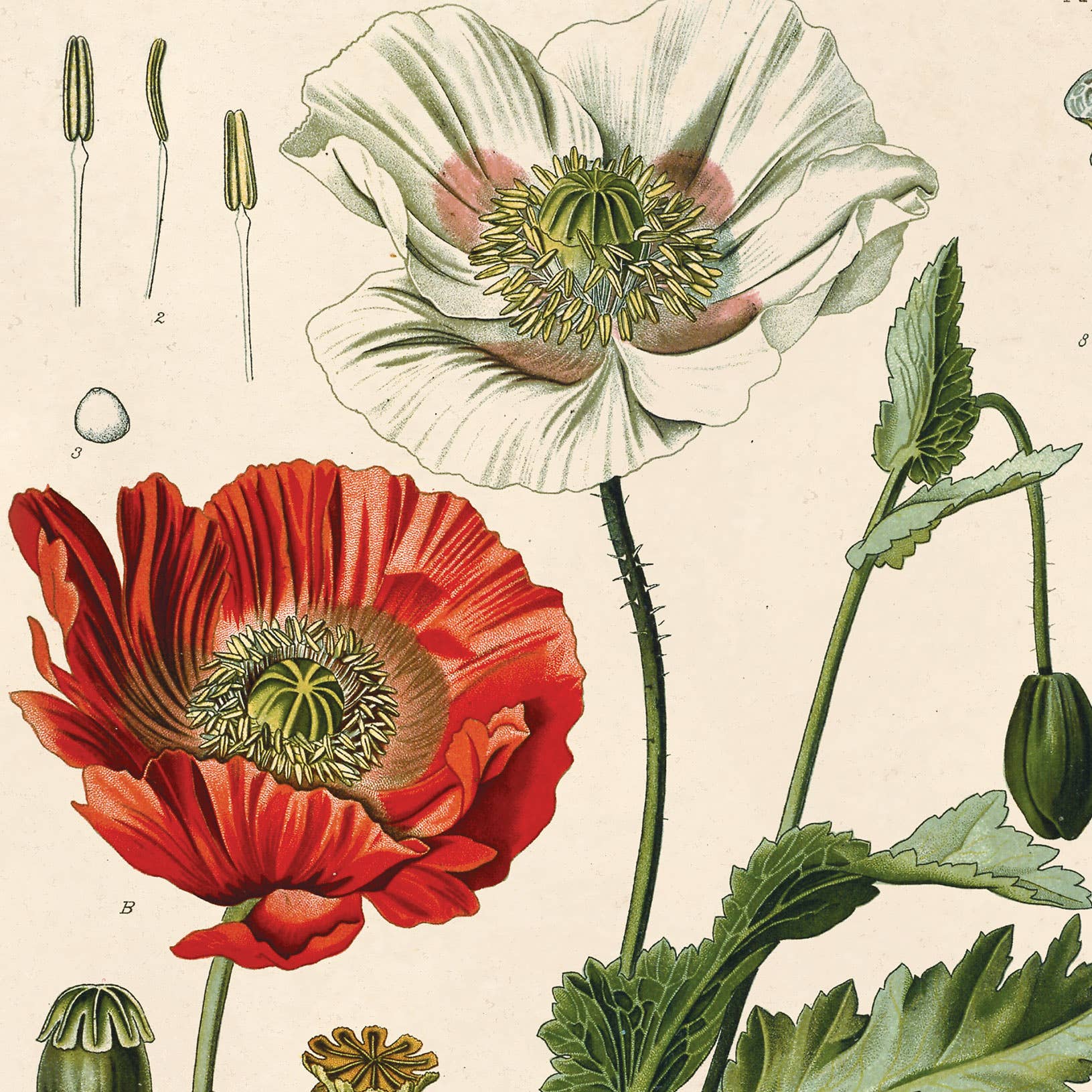 Curious Prints - Vintage Botanical Opium Poppy Flower Print w/ optional frame: 8x10 / Print Only - Image 3