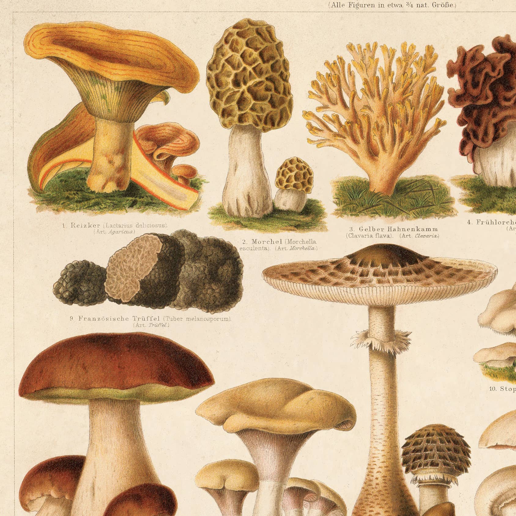 Curious Prints - Vintage German Mushroom Pilze 1 Print w/ optional frame: 10x8 / Print only - Image 2