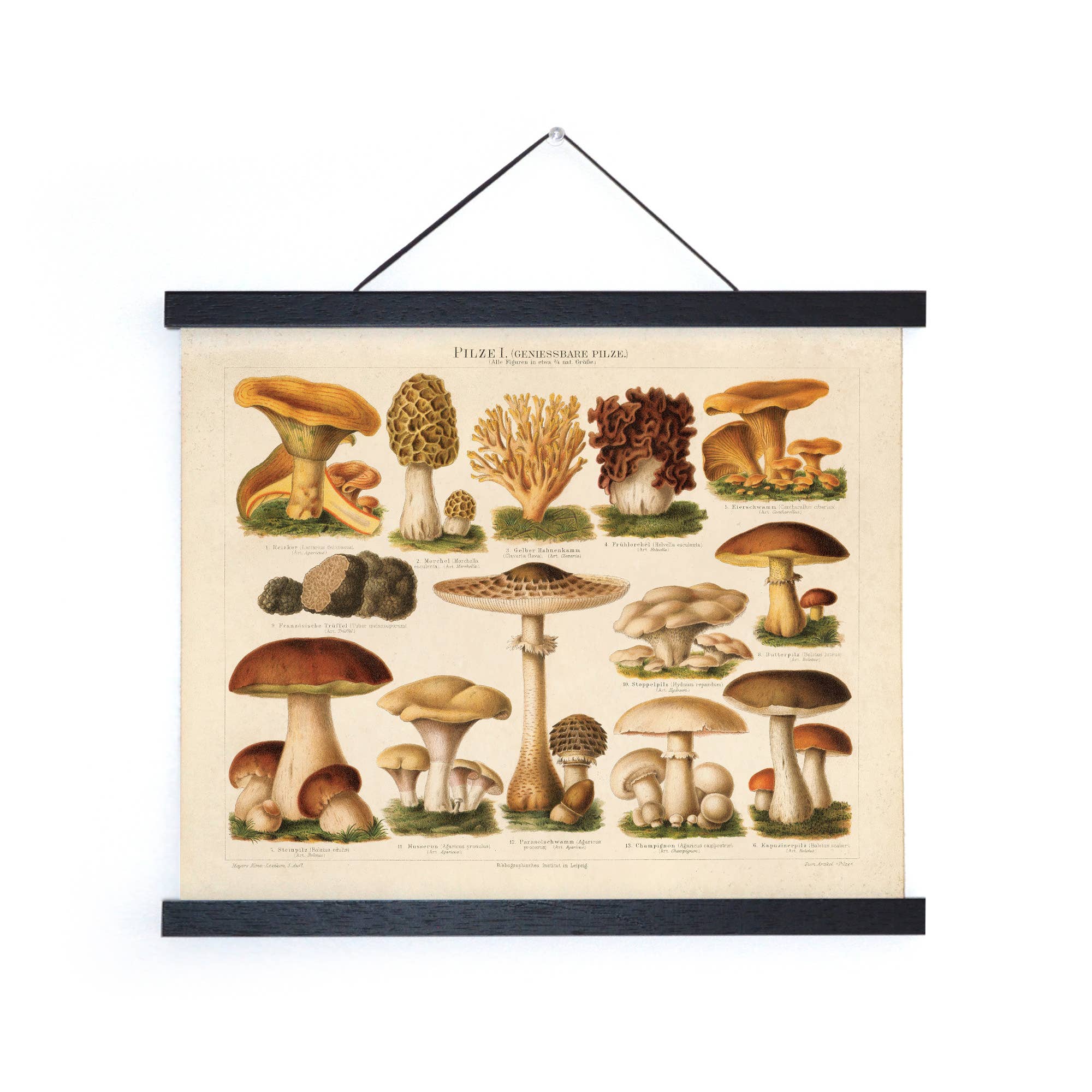 Curious Prints - Vintage German Mushroom Pilze 1 Print w/ optional frame: 10x8 / Print only - Image 3