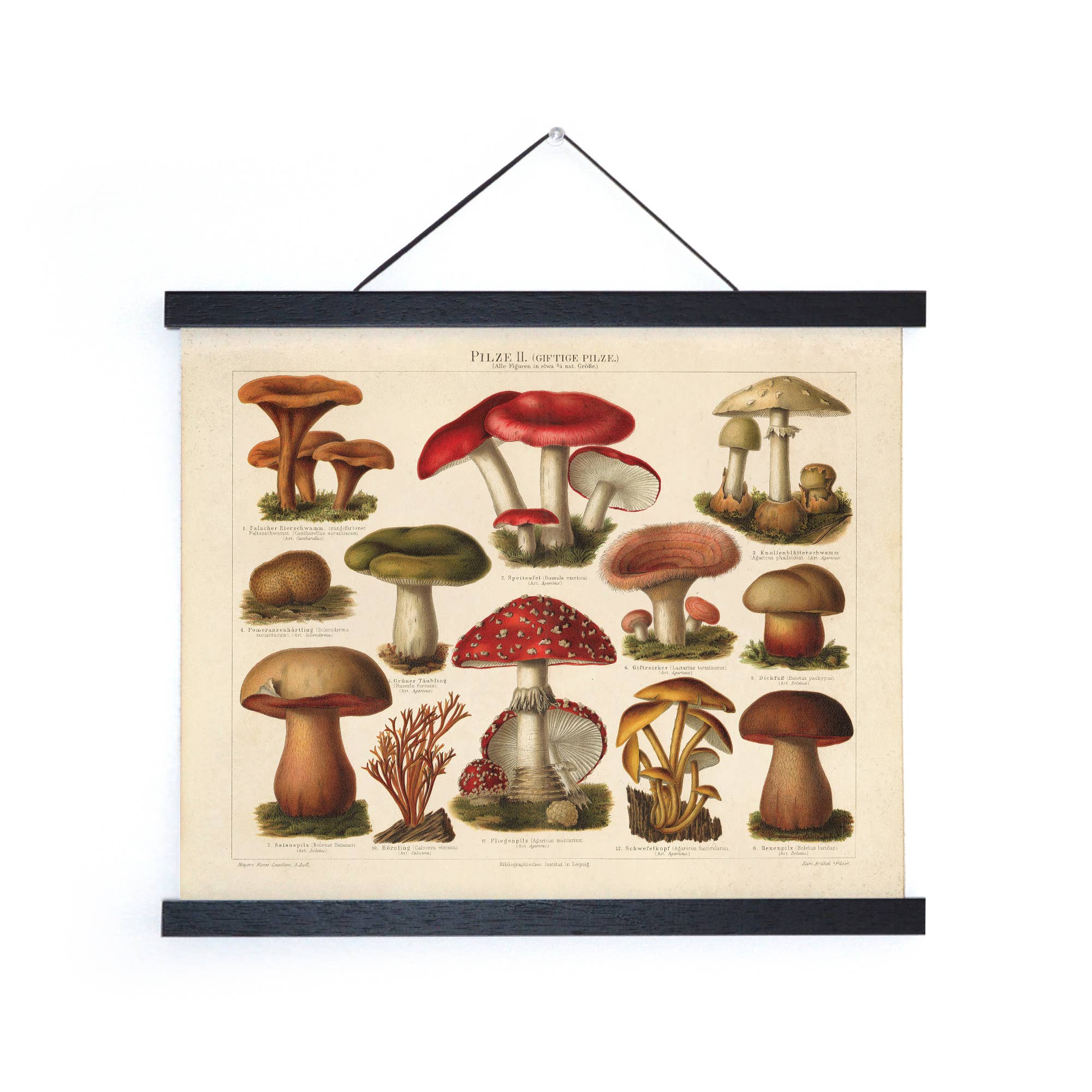 Curious Prints - Vintage German Mushroom Pilze 2 Print w/ optional frame: Print only / 10x8 - Image 2