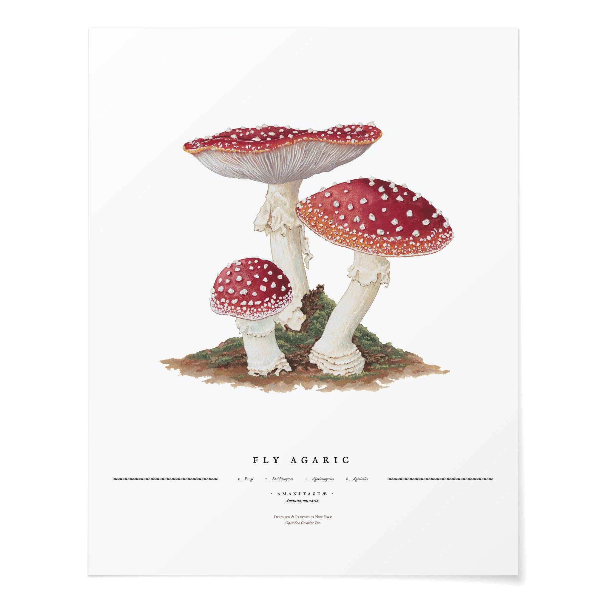Fly Agaric Art Print
