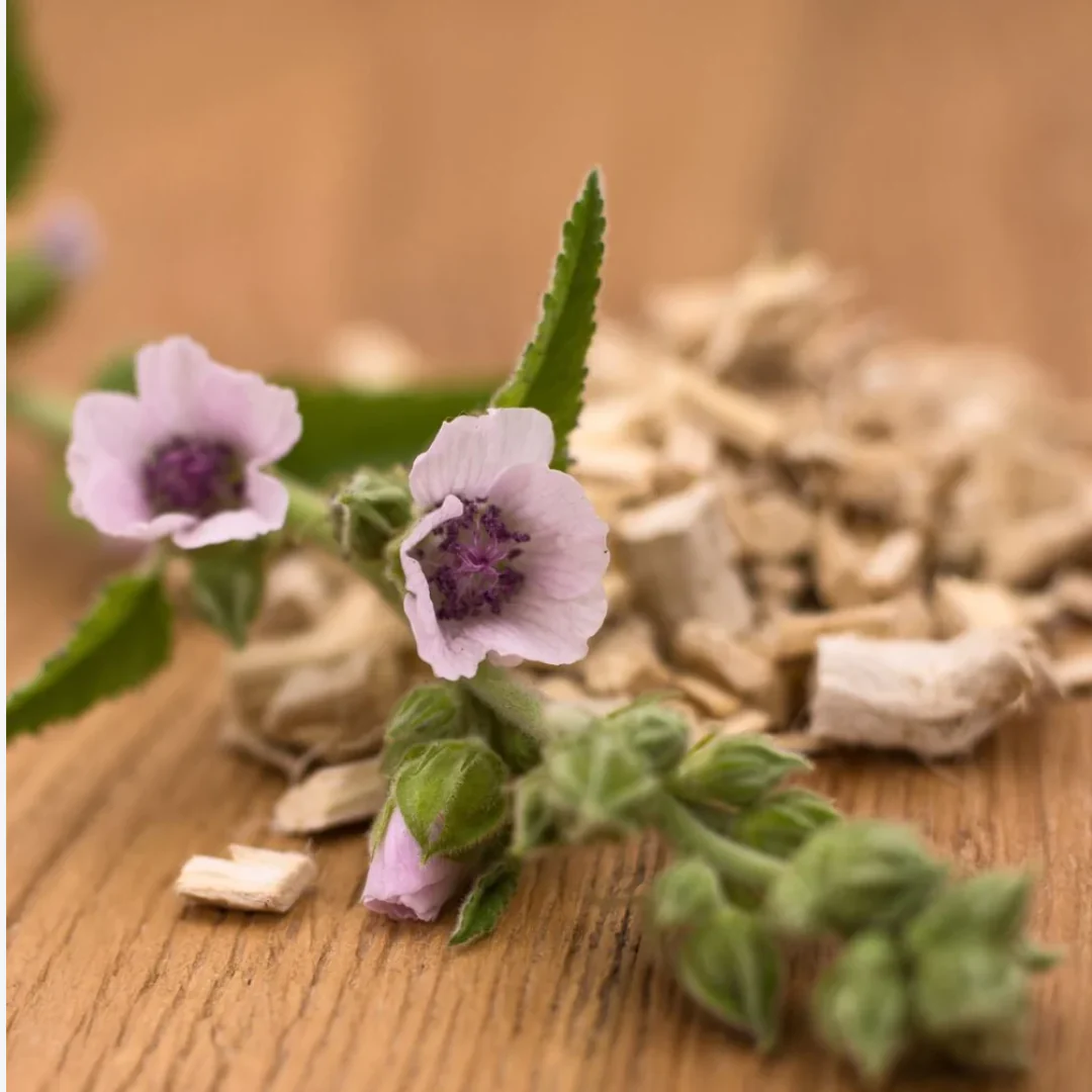 Herb To Body - Marshmallow Root C/S - Image 3