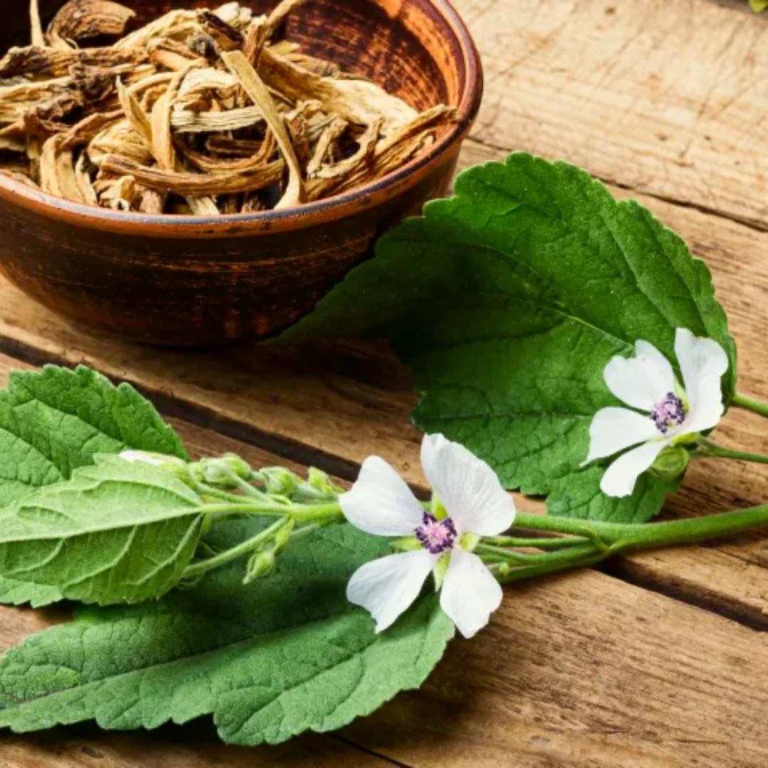 Herb To Body - Marshmallow Root C/S - Image 4