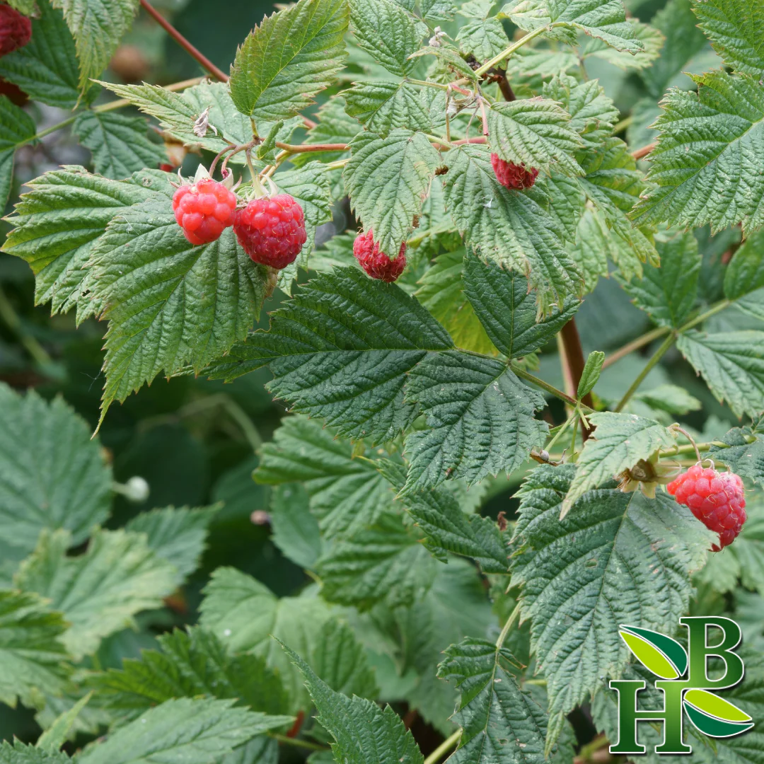 Herb To Body - Raspberry Leaf C/S - Image 4