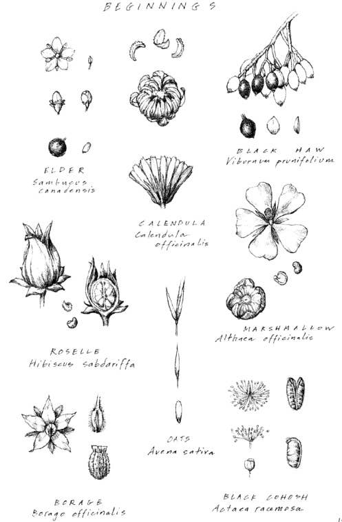 Energetic Herbalism: A Guide to Sacred Plant Traditions - Image 2