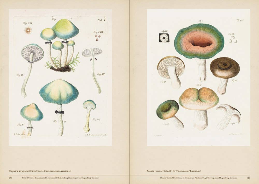 Mushroom Botanical Art - Image 2