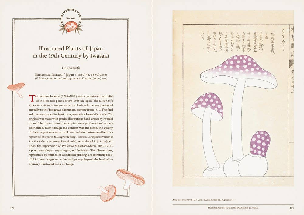 Mushroom Botanical Art - Image 3