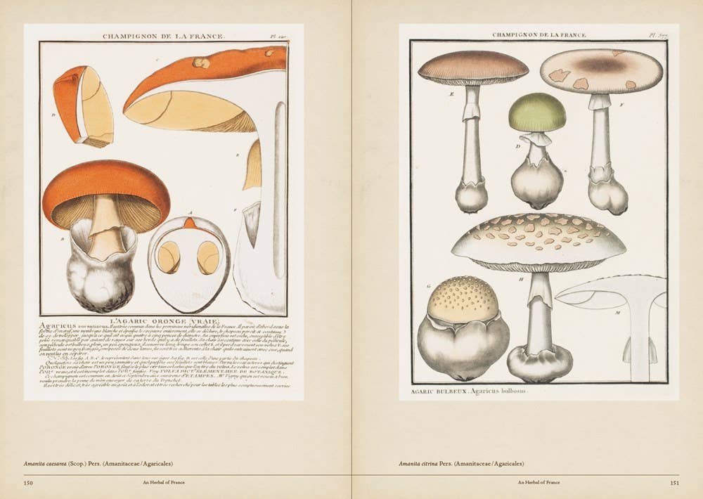 Mushroom Botanical Art - Image 4