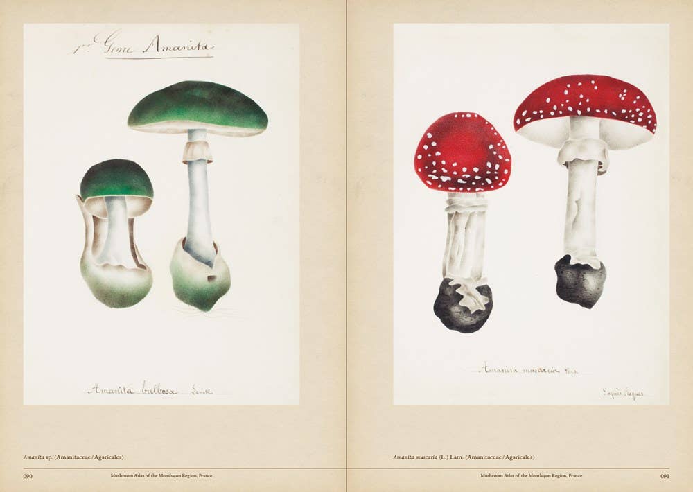 Mushroom Botanical Art - Image 5