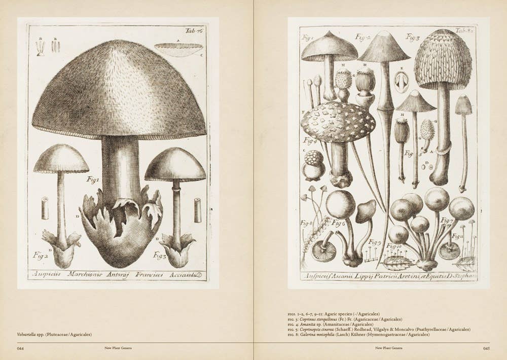 Mushroom Botanical Art - Image 6