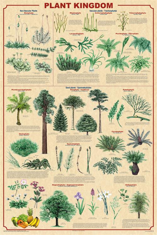 Plant Kingdom
