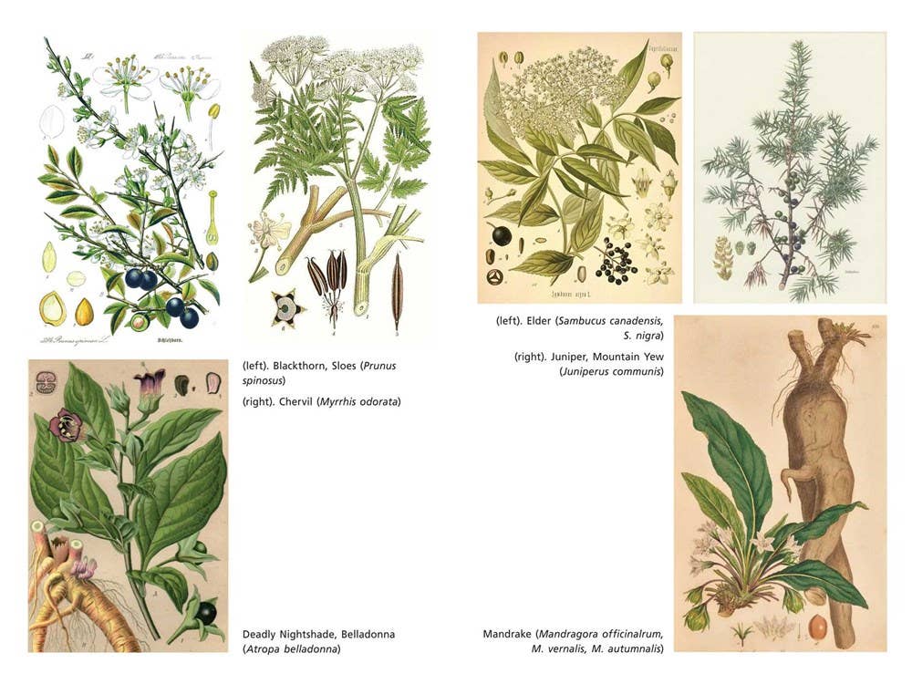 Sacred Herbs of Samhain: Plants to Contact the Spirits - Image 2