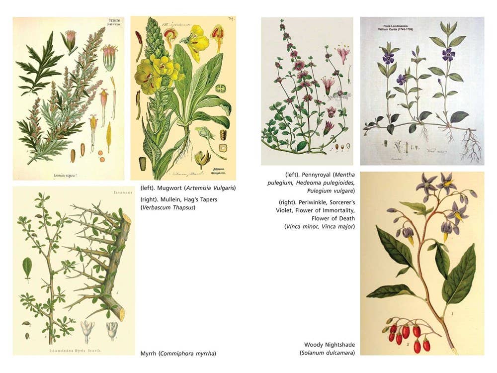 Sacred Herbs of Samhain: Plants to Contact the Spirits - Image 4