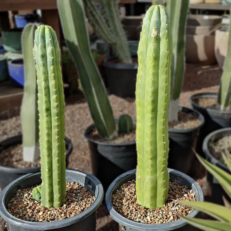 Professor Seagulls - San Pedro Decorative Cactus Small