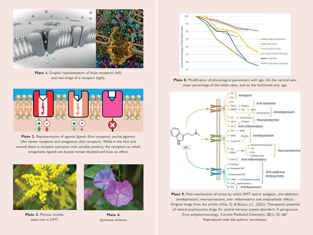 Neuroscience of Psychedelics by Genís Ona: Paperback; 264 pages / English - Image 8