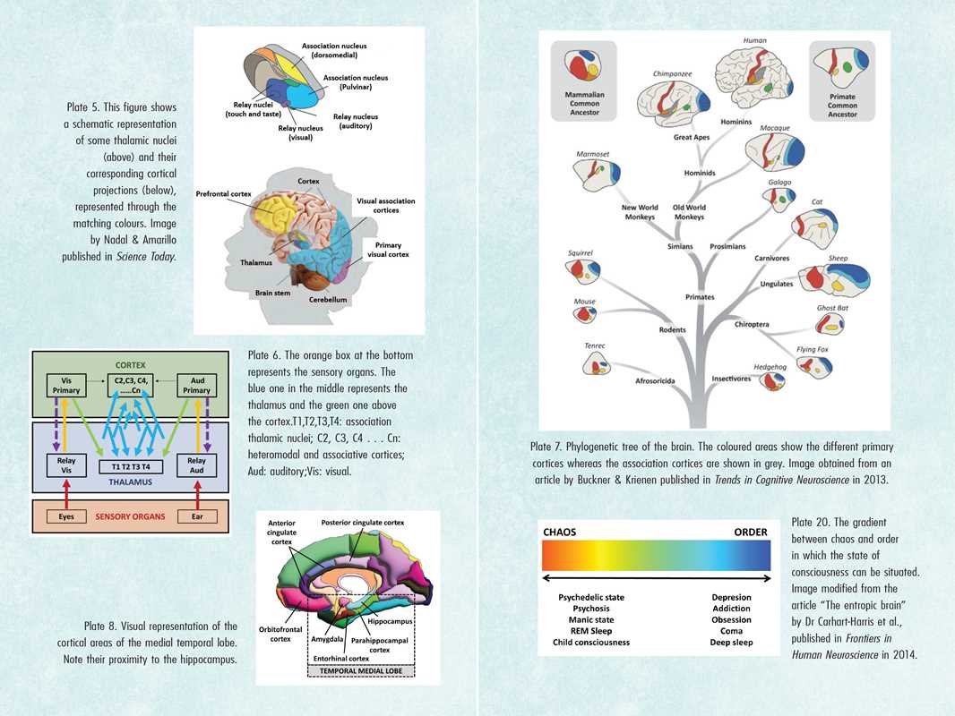 Psychedelics and Mental Health by Irene de Caso - Image 9