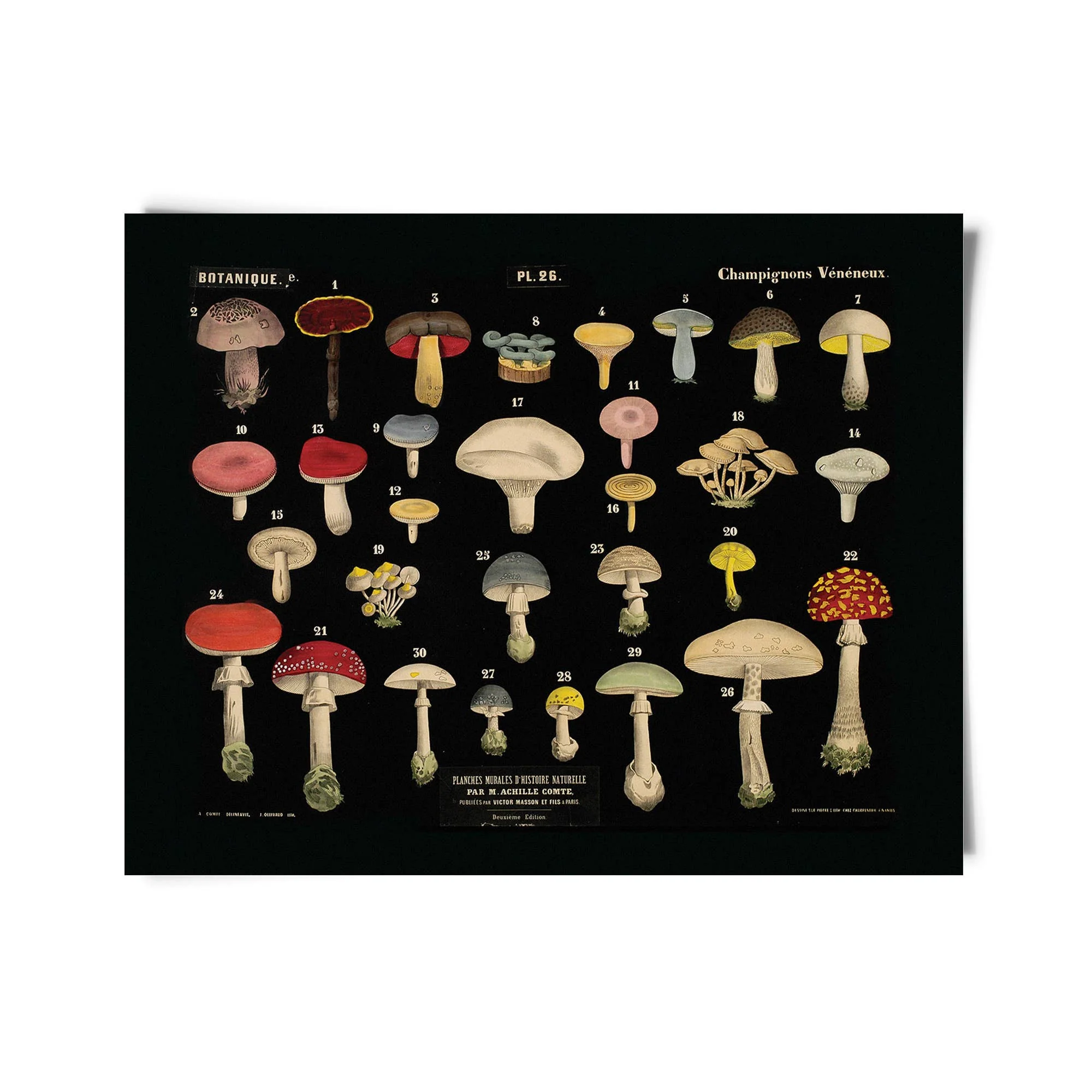 Vintage Black Mushroom Print 26