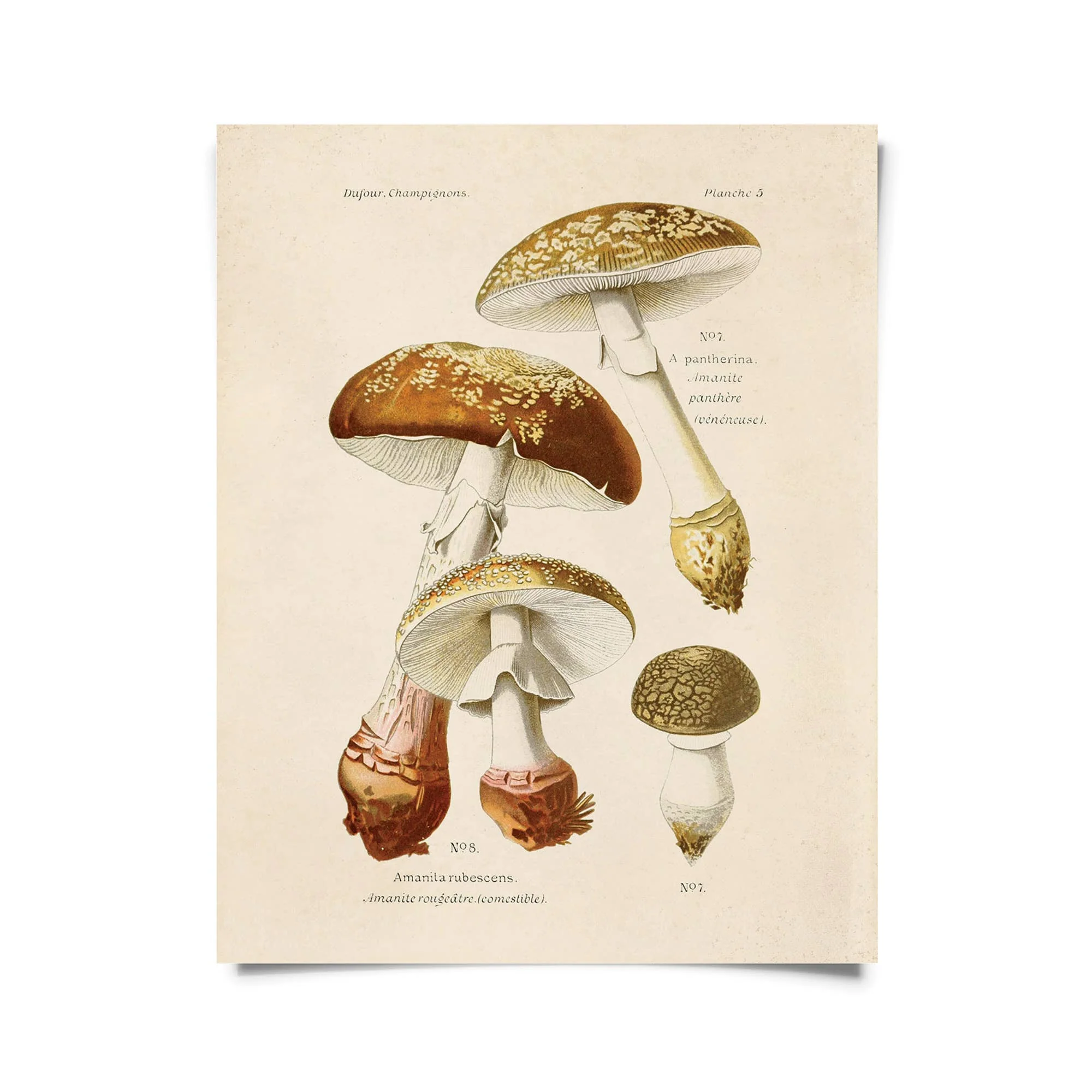 Vintage Blusher Mushroom Print w/ optional frame