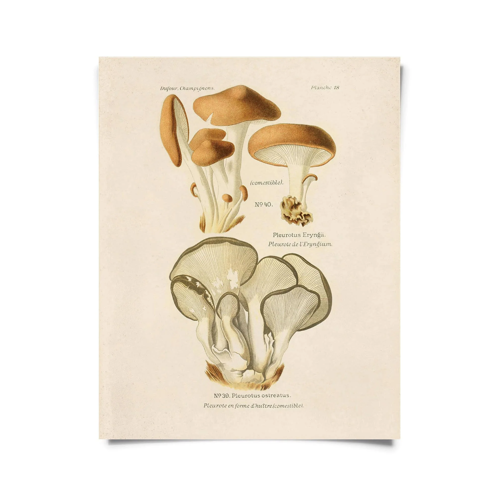 Vintage Oyster Mushroom Print w/ optional frame