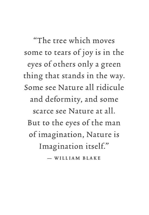 Walking in the Woods: The Japanese Way of Shinrin-Yoku - Image 2